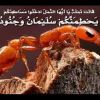 الإعجاز في قوله تعالى (حتى إذا أتوا على وادي النمل قالت نملة يا أيها النمل ادخلوا مساكنكم لا يحطمنكم سليمان وجنوده وهم لا يشعرون)
