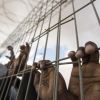 4 أسرى يدخلون أعوامًا جديدة في سجون الاحتلال