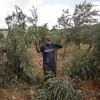 مستوطنون يقطعون عشرات الأشجار في نابلس