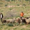 مستوطنون يطلقون مواشيهم ويقتلعون أشجار زيتون بمسافر يطا جنوب الخليل